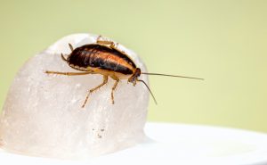 Want to Get Rid of Cockroaches for Good? Here’s What You Need